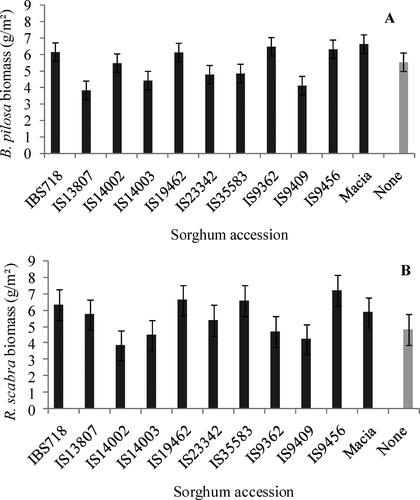 Figure 12. Interaction between sorghum presence and sorghum accession on B. pilosa (A) and R. scabra biomass (B) in winter at 65 DAS.