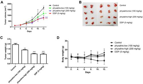 Figure 6 Physalis alkekengi var. franchetii extracts inhibited tumor growth in a human NSCLC xenograft model. (A) Tumor volumes were measured at the indicated times using Vernier calipers. Tumor volume = length × width2/2. ** for P<0.01 and *** for P<0.001. The P values were analyzed by ANOVA with a post hoc test. (B) After 10 days, all the mice were sacrificed, and the tumors were arranged and photographed. (C) The average tumor weights were analyzed in each group. The statistical analysis was performed using Student’s t-test and one-way ANOVA, ** for P<0.01 and *** for P < 0.001. (D) The body weights were measured at the indicated times.