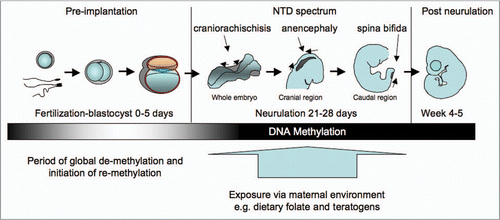 Figure 1 Methylation changes during early development. The epigenome is a dynamic process where rapid de-methylation occurs immediately post fertilization but is then followed by re-methylation in the blastocyst and early embryo. Developmental stages are shown diagrammatically. During neurulation stages, the direction of neural tube fusion is shown by arrows, resulting in closure of the rostral neuropore (dark shaded area) in the cranial region and the posterior neuropore in the caudal region. Craniorachischisis results from failure to initiate closure of the neural folds, anencephaly and spina bifida from incomplete closure in cranial and caudal regions respectively.