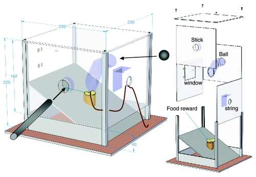 Figure 1. Multi Access Box (MAB) (as in PLoS ONE,Citation13 Copyright 2011 by the Public Library of Science. Reprinted with permission of the author). A food reward presented in the center of a transparent box can be retrieved by one of four possible methods, which are built in the four walls of the MAB: opening a window, pulling a string, inserting a ball or inserting as stick tool. The walls can be replaced with blocked non-functional versions.