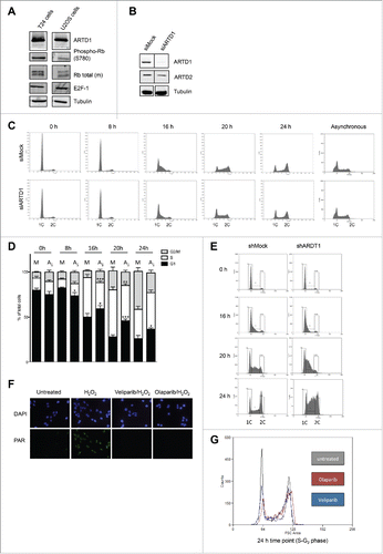 Figure 1. ARTD1 knockdown leads to cell cycle delay in the T24 hyperphosphorylated cell line. A) Western blot analysis with extracts of confluent T24 and U2OS cells to assess the levels of Rb phosphorylation. B) Western blot confirmation of ARTD1 depletion upon siRNA treatment of T24 cells. C) Flow cytometry analysis of siMock and siARTD1-treated, synchronized T24 cells at different time points after release from G0 phase and asynchronous T24 cells. D) Quantification of cell cycle analysis after knockdown of ARTD1 (A1) shown in C. Data represent mean ± SD of n = 4 independent experiments and was analyzed by 2-way-ANOVA followed by a Bonferroni post-test for the G1 and S phase. *P < 0.05; ***P < 0.001: A1 statistically different to corresponding siMock (M)-treated cells at the same time point. E) Flow cytometry analysis for shMock and shARTD1 transduced T24 cells shortly after viral transduction. F) Immunofluorescence microscopy of PAR formation of untreated or H2O2-treated (10 min, 1 mM) samples, pre-treated with olaparib (1 µM) or veliparib (1 µM). G) Inhibition of the enzymatic activity leads to an S phase arrest. Overlay of flow cytometry samples of T24 cells: untreated (non-transduced), olaparib (24 h, 1 µM) and veliparib (24 h, 1 µM) treated samples (24 h time point).