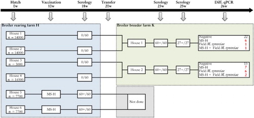 Figure 1. Sampling scheme, housing and results of the M. synoviae RPA test and the differentiating M. synoviae qPCR of a non-M. synoviae-vaccinated broiler breeder flock (farm K) and the rearing flock of origin (farm H). At the rearing farm, birds kept in two adjoining houses (5 and 6) had been vaccinated with MS-H at 10 weeks of age. At approximately 18 weeks of age, birds from rearing houses 1, 2, 3 and 4 were transferred to farm K, while those from houses 5 and 6 were transferred to another production farm. Shortly before transfer, the non-vaccinated birds showed negative RPA test results, while the vaccinates had seroconverted. All broiler breeders of farm K sampled at 23 and 25 weeks had seroconverted also, after which trachea swabs were collected for analysis with the differentiating M. synoviae qPCR. The latter showed the presence of MS-H, field M. synoviae or mixed infections in a substantial number of trachea mucus samples. These results suggest that spread of MS-H had occurred at the rearing farm, while birds of farm K also had been infected with field M. synoviae. The number of birds per house at the rearing farm, the number of blood samples for serology and the number of trachea swabs for qPCR analysis are indicated.