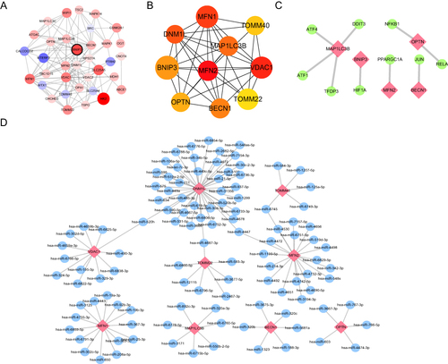 Figure 8 Protein-protein interaction network, hub-miRNA network, and hub-TF network based on mitophagy-related genes. (A) The protein-protein interaction of DEMRGs was analyzed using STRING database, and the interaction relationship is shown. The larger the circle, the greater the differential expression; Blue and red indicate down-regulated and up-regulated genes, respectively. (B) The top 15 hub genes were analyzed using the CytoHubba plugin. (C) The network of hub genes and TF transcription factors, where the hub genes are shown in red, and the yellow node indicates the TF (transcription factor). (D) The network of hub genes and miRNAs, where the red node represents the hub gene, and the blue nodes represent corresponding miRNAs.