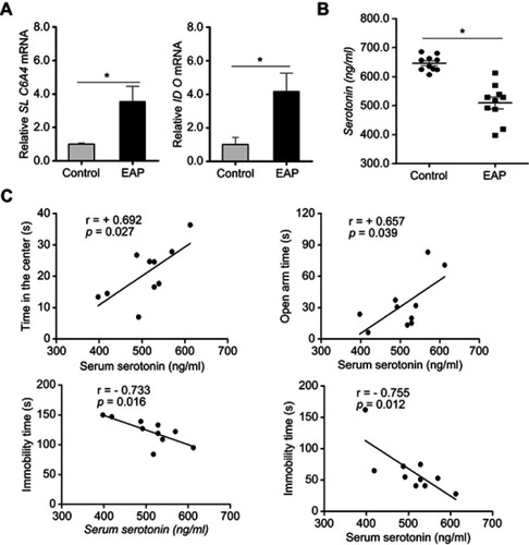Figure 6 EAP causes increased concentrations of serotonin in the hippocampus of EAP mice. (A) Real-time PCR analysis of SLC6A4 and IDO. (B) ELISA analysis of serum serotonin. (C) Correlations between serum serotonin concentrations and behavioral measurements. r, Pearson correlation coefficient. *p<0.05, vs Control.