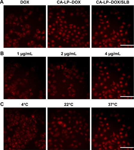 Figure 2 HepG2 cells uptake in vitro by fluorescence microscope images.Notes: (A) Cellular uptake of free DOX, CA-LP–DOX, or CA-LP–DOX/SLB by HepG2 cells at 37°C (DOX: 4 µg/mL, red = DOX, scale bar =20 µm). (B) Cellular uptake of CA-LP–DOX/SLB at different DOX concentrations at 37°C (red = DOX, scale bar =20 µm). (C) Cellular uptake of CA-LP–DOX/SLB at different incubation temperatures (DOX: 4 µg/mL, red = DOX, scale bar =20 µm).Abbreviations: CA-LP, DSPE-PEG-cholic acid-modified liposomes; DOX, doxorubicin; SLB, silybin.