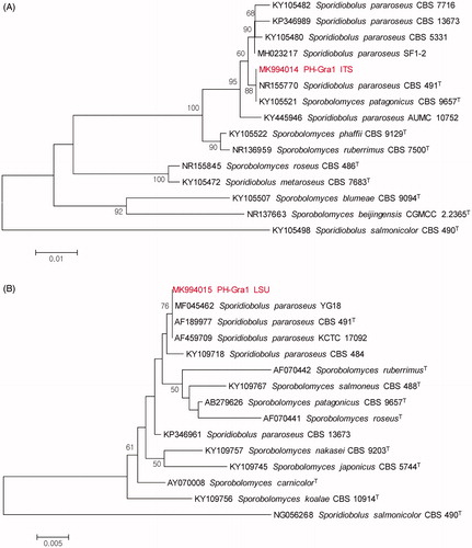 Figure 3. Phylogenetic analysis of Sporidiobolus pararoseus strain PH-Gra1, based on ITS and a D1/D2 domain of large subunit of rDNA. Neighbor-joining phylogenetic trees generated using sequences of: (A) ITS and (B) a D1/D2 domain of large subunit of rDNA (LSU). The numbers at nodes indicate the percentage bootstrap values based on 1000 replications (values <50% are not shown). Sporidiobolus salmonicolor CBS 490 was included as an outgroup taxon. The scale bar indicates the number of nucleotide substitutions per site.