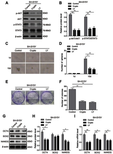 Figure 7 STAT3/AKT pathways are essential for cancer stem cell-like properties in SH-SY5Y cells. (A and B) Inhibition efficiency of STAT3 inhibitor Cryptotanshinone and AKT inhibitor LY294002 validated by Western blot analysis. (C and D) The tumour-sphere formation assay showed that LY294002 or Crypto treatment dramatically reduced the ability of SH-SY5Y cells to form spheres compared with the control group after 10-day incubation. (E and F) The colony formation assay showed that much fewer and smaller colonies were observed when LY294002 or Crypto was used in SH-SY5Y cells. (G and H) Protein expression levels of stem cell-related transcription factor in SH-SY5Y cells detected by Western blot. (I) mRNA expression levels of stem cell-related transcription factor in SH-SY5Y cells detected by RT-PCR *P<0.05, **P<0.01 vs shNC group. All data are shown as the mean±SD based on three independent experiments.Abbreviations: NB, neuroblastoma; IGF1R, insulin-like growth factor 1 receptor; LY, LY294002.