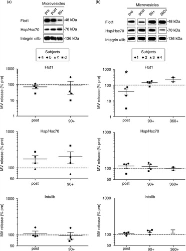 Fig. 2.  Effect of exercise on plasma microvesicles (MV). Semi-quantitative Western blot analysis of Flot1, Hsp70 and IntαIIb in 10,000×g MV pellets isolated from plasma after incremental ergometer cycling (a, n=4) or treadmill running exercise (b, n=4). Plasma samples were collected pre, post and 90 min post-cycling (a) and in addition 360 min postrunning exercise (b). Overall, no significant correlation between the detected MV markers and physical activity was observed, with the exception of Flot1, which revealed lower signals immediately after running exercise (*p<0.05, Wilcoxon–Kruskal–Wallis test).