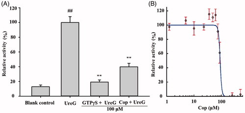 Figure 10. Coptisine (Cop) inhibits UreG activity. (A) 100 μM GTPγS (positive control) or Cop (100 μM) was added to reaction buffer containing 5 μM UreG monomer, 2.5 μM NiSO4, and 5 mM NaHCO3. 300 μM GTP was then added after 60, 48, 36, 24, or 12 min to start the reaction at 37 °C. The group without drug (GTPγS or Cop) was labelled UreG, while the group without UreG monomer and drug was designated the blank control. UreG activity in the absence of inhibitors was defined as 100% activity for comparison. (B) The IC50 value of coptisine was calculated using the initial GTP hydrolysis rate of Cop at concentrations ranging from 1.25 to 500 μM. Results are shown as means ± SD of triplicate tests. UreG activity in the absence of inhibitors was used to define 100% activity for comparison. ##p < 0.01 and **p < 0.01 suggested significant differences compared with blank control and UreG, respectively.