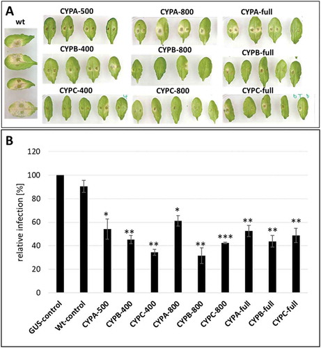 Figure 1. Host-induced gene silencing in Fg on leaves of transgenic Arabidopsis expressing CYP51-dsRNAs of different lengths. (A), 15 detached rosette leaves of CYP51-dsRNA-expressing Arabidopsis plants (T2 generation) were drop-inoculated with 5 × 104 conidia ml–1. Infection symptoms were evaluated at 5 dpi. (B), quantification of the visibly infected area at 5 dpi shown as per cent of the total leaf area. Error bars represent SE of four independent experiments each using 15 leaves of 10 different plants for each transgenic line. Asterisks indicate statistical significance (*p < 0.05; **p < 0.01; ***p < 0.001; Student’s t test).