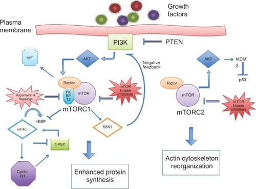 Figure 1 Intracellular proteins involved in the PI3K/Akt/mTOR pathway.