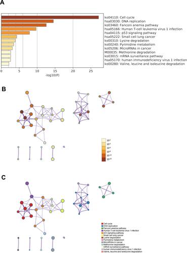 Figure 7 Signaling pathways enrichment analysis of IQGAP3 and its functional partners (Metascape database). (A) Heatmap of the pathways enriched terms colored by P-values; (B) Network of pathways enriched terms colored by P-value; (C) Network of pathways enriched terms colored by clusters.