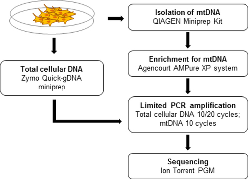 Figure 1. Workflow for mtDNA isolation.Total cellular DNA is isolated for control purposes.