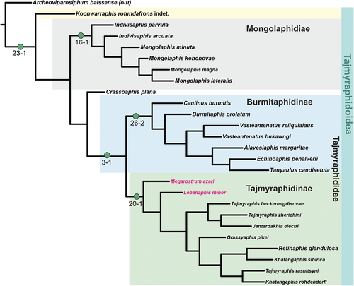 Figure 9. Summarising the hypothetical tree with the proposal of the systematic relationships of the Tajmyraphidoidea. The five synapomorphies are distinguished for the respective clades.
