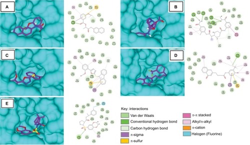 Figure 6 Molecular surface representation of HSP90 with respective ligands: (A) S-258002927; (B) S-258012947; (C) S-258282355; (D) S-259411474; (E) S-259417539.