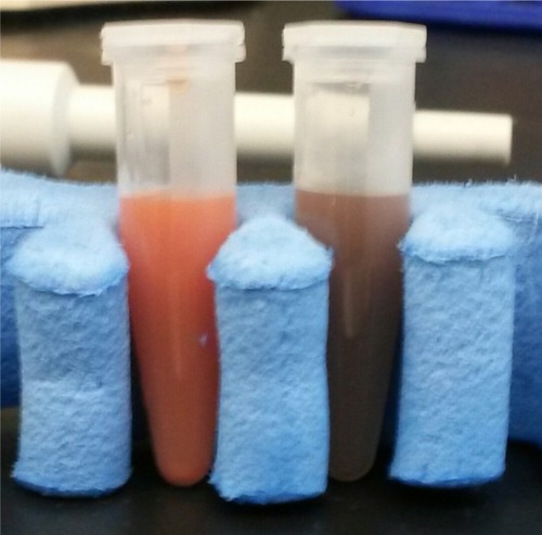 Figure 1 Photograph of rSeNPs (left) and gray selenium microcrystals (right).Notes: Left: 1,000 μg/mL rSeNPs. Right: 1,000 μg/mL rSeNPs that have begun an allotrope shift after 10 minutes of exposure to temperatures >31°C, specifically 50°C.Abbreviation: rSeNPs, red-allotrope selenium nanoparticles.