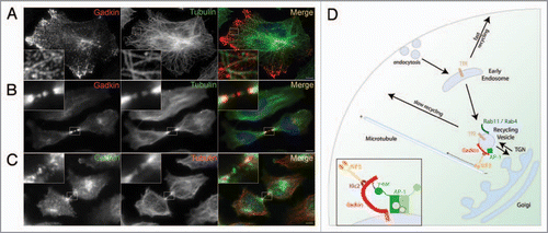 Figure 1 Role of Gadkin and its partners AP-1 and kinesin-1 in trafficking of TGN-derived endosomal vesicles along microtubule tracks. (A and B) HeLa cells expressing Gadkin WT (shown in red) were fixed 24 h post-transfection and analyzed by indirect immunofluorescence microscopy with antibodies against Gadkin and endogenous tubulin (shown in green). Blue, DAPI-stained nuclei. Insets, 4–5× magnified view of boxed areas. Scale bar, 2 µm. (C) HeLa cells were fixed and analyzed by indirect immunofluorescence microscopy with antibodies against endogenous Gadkin (shown in green) and endogenous tubulin (shown in red). Blue, DAPI-stained nuclei. Inset, 4× magnified view of boxed area. Scale bar, 2 µm. (D) Hypothetical model for the role of Gadkin in the regulation of recycling endosomal membrane traffic. See text for further details.