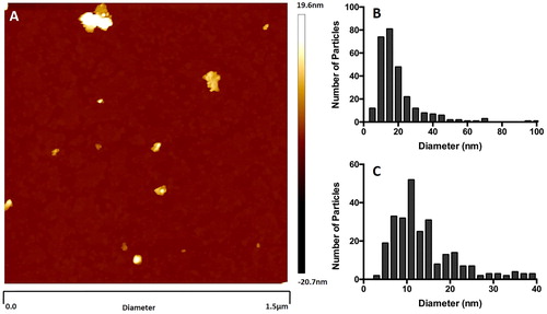 Figure 3. Atomic Force Microscopy (AFM) particle size analysis of light grey McIntyre Powder: 1 mg/mL suspension of McIntyre Powder in Milli-Q filtered water. (A) Example of an image generated during the AFM analysis; (B) particle size distribution within supernatant; and (C) particle size distribution of particles smaller than 40 nm in diameter.