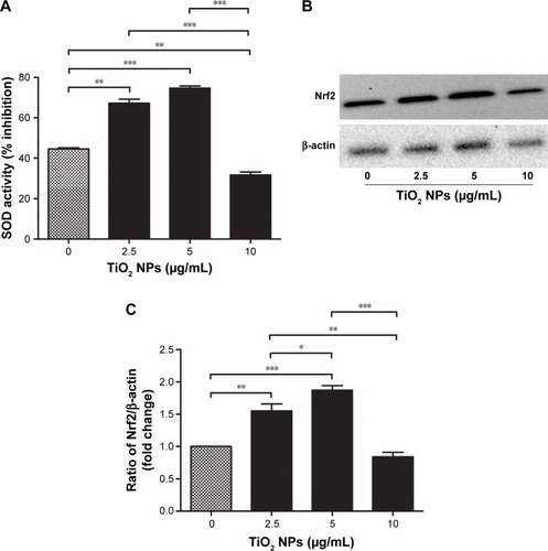 Figure 1 Effects of TiO2 NPs on the antioxidant defense protein of RAW 264.7 cells.Notes: (A) SOD enzyme activity; (B) quantitative analysis of relative fold change in Nrf2 protein levels; (C) Western blot image of Nrf2 protein. Cells were incubated with indicated concentrations of TiO2 NPs for 6 hours. Briefly, 20 µg/mL of protein sample was taken and the SOD activity (inhibition rate%) was estimated by BioVision SOD Activity Assay Kit using a multimode microplate reader (DTX-880, Bechman Counter Inc.) at 450 nm. In Western blot, 20 µg/well of protein samples were loaded on 10% SDS-PAGE and transferred to PVDF membrane. Protein blot signals were detected under UVP Biospectrum-600 imaging system (Thermo Fisher Scientific). Protein intensity was quantified using ImageJ. β-Actin antibody was used as control to normalize the data for Western blot. Data are presented as the mean ± standard error of mean; *P<0.05, **P<0.01, and ***P<0.001 indicate significant differences when tested with ANOVA. Tukey’s test was used for post hoc tests.Abbreviations: TiO2, titanium dioxide; NPs, nanoparticles; Nrf2, nuclear factor erythroid 2-related factor 2; SOD, super oxide dismutase; PVDF, polyvinylidene fluoride.