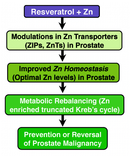 Figure 1. A schematic representation showing plausible scenario of resveratrol-Zn combinatorial action for PCa management.