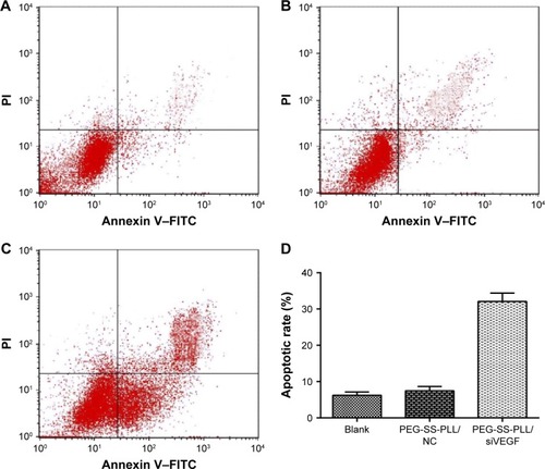 Figure 6 (A–D) Effect of PEG-SS-PLL/siVEGF gene knockdown on the apoptosis of HepG2 cells.Notes: The results of flow cytometry are expressed as a dot plot, where the longitudinal coordinate was PI and the transverse coordinate was annexin V–FITC. Lower-left quadrants are the annexin V–FITC− PI− double-negative cell group, representing normal cells, lower-right quadrants are the annexin V–FITC+ PI− single-positive cell group, representing early apoptotic cells, and upper right quadrants are the annexin V–FITC+ PI+ double-positive cell group, representing late apoptotic cells or dead cells. The results of flow cytometry are expressed as percentages. The degree of cell apoptosis was analyzed by annexin V–FITC/PI double staining. The extent of apoptotic cell death was quantified (D). Data are expressed as mean ± SD for three individual experiments.Abbreviations: PEG-SS-PLL, polyethylene glycol–poly(ε-benzyloxycarbonyl-l-lysine); siVEGF, small interfering VEGF RNA; FITC, fluorescein isothiocyanate; PI, propidium iodide; SD, standard deviation.