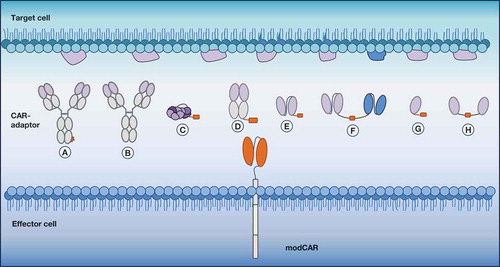 Figure 2. Indirect and flexible antigen targeting through CAR-adaptor molecules (CAR-adaptors). Depicted are the different designs of antigen-targeting CAR-adaptors that are used with a modular CAR (modCAR)-engineered effector cell. (a) IgG-tag-based CAR-adaptor | (b) IgG CAR-adaptor | (c) small molecule-based CAR-adaptor | (d) Fab-based CAR-adaptor | (e) scFv-based CAR-adaptor | (f) bispecific-based CAR-adaptor | (g) nanobody-based CAR-adaptor | (h) bivalent nanobody-based CAR-adaptor.