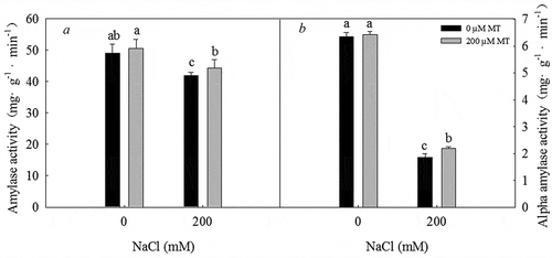 Figure 6. Amylase and α-amylase activity in L. bicolor seeds after 1 day of treatment with different concentrations of melatonin (MT) (0 µM, 200 µM) under 0 and 200 mM NaCl conditions. A: amylase activity; B: α-amylase activity. Values are mean ± standard deviation of three biological replicates. Bars with different letters are significantly different at P < .05 according to Duncan’s multiple range tests.