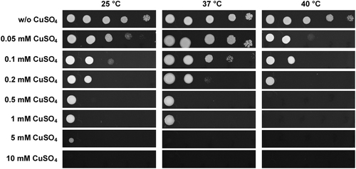 Fig. 2 Inhibitory effect of CuSO4 on the growth of C. auris grown at 25 °C, 37 °C, and 40 °C.C. auris cells were adjusted to 5 × 108 cells/mL, and then 10-fold serial dilutions of cells (2 μL) were spotted onto YPD and YPD containing CuSO4 media for four days of growth