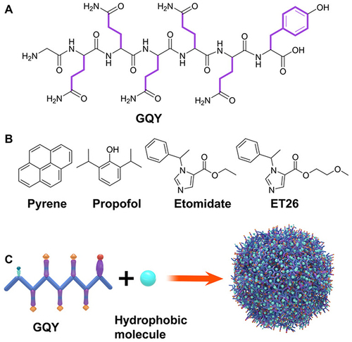 Figure 4 (A) GQY’s chemical structure. (B) Chemical structure of pyrene and general anesthetics, such as propofol, etomidate, and ET26. (C) Schematic depiction of GQY drug injection. The hydrophobic side chains of glutamine and tyrosine are depicted in purple. Reprinted with permission from Dove Medical Press. Liu J, Peng F, Kang Y, et al. High-loading self-assembling peptide nanoparticles as a lipid-free carrier for hydrophobic general anesthetics. Int J Nanomedicine. 2021;16:5317–5331.Citation85