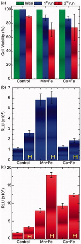 Figure 4. (a) Viability results of single-pulse hyperthermia for SaOS-2 osteoblasts incubated with MnFe2O4/Fe3O4 (Mn + Fe) and CoFe2O4/Fe3O4 (Co + Fe) for two hyperthermia cycles with respect to control sample (cells + MNPs without magnetic field exposure). (b) and (c): Caspase 3/7 activity for human osteosarcoma cell line SaOS-2 for 1st and 2nd hyperthermia run respectively: SaOS-2 osteoblasts incubated with MNPs together with the (reference) control sample of SaOS-2 osteoblasts incubated without MNPs, where “H” denotes the hyperthermia treated samples (only magnetic field exposure in case of control sample).