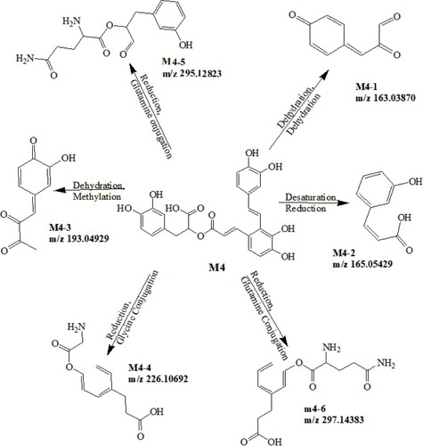 Figure 6 Proposed metabolic pathways of Salvianolic acid A.