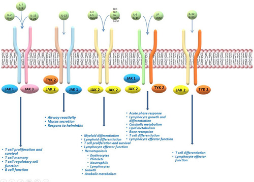 Figure 1 Overview of JAK signalling in the different features of immune-cell development and function.