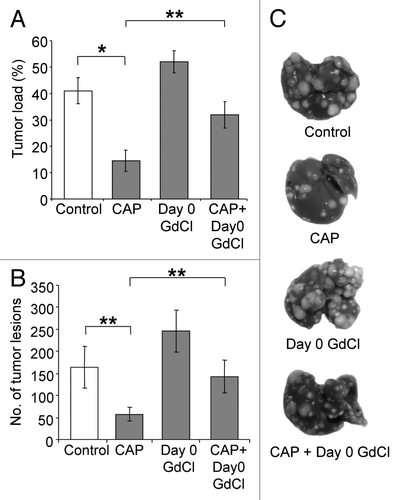 Figure 4. Early KC depletion reduced the anti-tumor effects of ACE inhibition by captopril. Animals were administered gadolinium chloride (GdCl) before tumor induction, with or without captopril (CAP). Solubilizing agent (saline) provided a control. Livers were collected at day 21. Quantitative stereological methods were used to determine (A) the percentage of tumor volume over total tumor-bearing liver volume and (B) the number of tumor nodules per liver. Results suggest captopril can reduce the stimulatory effect of early KC depletion but not completely reverse it. (C) Representative macroscopic images of treated tumor-induced livers.Results are expressed as mean values ± SEM. N = 6 animals for each group, *P ≤ 0.001, **P < 0.01.