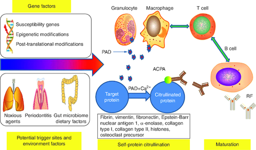 Figure 3. Triggering factors for rheumatoid arthritis.The mechanism and procedure for triggering action by the different factors can be explained as follows: (A) The interplay of genes and environmental variables at the various trigger sites, such as lung, mouth, and gut, might induce RA. (B) This triggering action is defined by the beginning of self-protein citrullination and the development of autoantibodies against citrullinated peptides.Data taken from [Citation10].