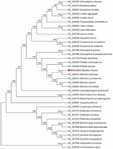 Figure 1. Maximum likelihood phylogenetic tree based on the complete chloroplast genome sequences of 35 plant species from Lauraceae and two outgroup plant species from the Calycanthaceae.