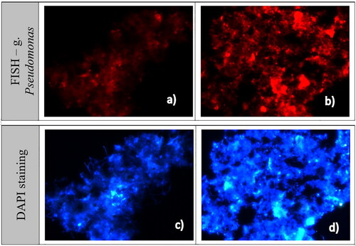 Figure 7. Fluorescence images of biofilm samples with DAPI and FISH taken before ND addition, at 191 h (a,c); and after ND application, at 455h (b,d).