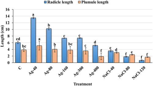 Figure 4. Effect of biogenic AgNPs and NaCl on plumule and radicle lengths in seed germination study. C (Control, distilled water); Ag-40 (40 µmol/L AgNPs); Ag-80 (80 µmol/L AgNPs); Ag-160 (160 µmol/L AgNPs); Ag-300 (300 µmol/L AgNPs); Ag-400 (400 µmol/L AgNPs); NaCl-40 (40 mmol/L NaCl); NaCl-80 (80 mmol/L NaCl) and NaCl-120 (120 mmol/L NaCl); data are means of three replicates (mean ± SD). Different letters on bar graph indicate significant differences (p < .05). Note: Measurements were made on the seventh day after sowing.