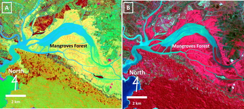 Figure 8. Mangrove forests in Segara Anakan. A. Mangrove forests are isolated in three different colors; green, yellow, and orange, B. Conventional RGB (542) multi-bands without transformation only show the vegetation in red without any detail differentiation.