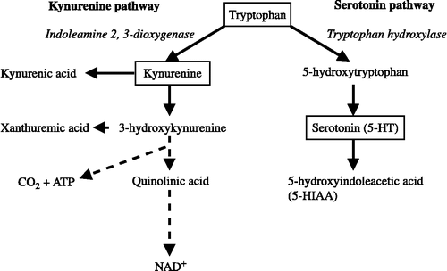 Figure 1 Kynurenine and serotonin pathways of tryptophan metabolism. ATP, Adenosine triphosphate; 5-HT, serotonin; 5-HIAA, 5-hydroxyindoleacetic acid; NAD, nicotinamide adenine dinucleotide.