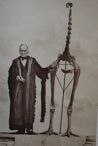 Figure 1 Richard Owen with a moa skeleton. From (Fuller (Citation2000) with permission.
