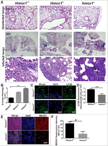 Figure 4. HMOX1 regulates autophagy in Mtb-infected animals. (A) Hmox1+/+ , hmox1−/+ and hmox1−/− mice were infected (via aerosol challenge) with Mtb H37Rv to acquire an initial deposition of 100 to 200 CFU in mice lungs. After 4 wk of infection, the left lung was fixed in 10% formalin, and 5-μm-thick paraffin-embedded sections were obtained and stained with HandE. The hmox1−/− mice exhibited more lesions compared with the Hmox1+/+ mice. The figure represents the lower (20X) and higher (200X) magnification image of the lungs. The first panel represents the HandE staining of the uninfected lung sections at 100X magnification. (B) The histopathology was scored on a scale from 0 (zero lesions) to 3 (more than 15 lesions), revealing a significant difference between Hmox1+/+ and hmox1−/− mice (n = 3). The paraffin-embedded sections were deparaffinised and used for immunostaining to detect endogenous levels of the autophagy marker LC3 (C) and BECN1 (E). Anti-LC3B (1:500) (C), anti-BECN1 (1:500) (E) primary antibody and Alexa Fluor 488-labeled anti-rabbit (1:1500) and Alexa Fluor 561-labeled anti-rabbit (1:1500) secondary antibodies were used, respectively. The nuclei were stained with DAPI (1 μg/ml). The slides were observed under a confocal microscope, and the mean fluorescence intensity was quantified using ImageJ software (D, F). Data in panels D and F represent the mean±SEM from 3 independent experiments. Statistical significance was determined using the Student t test. * indicates a P value < 0.05 and *** indicates a P value < 0.001.