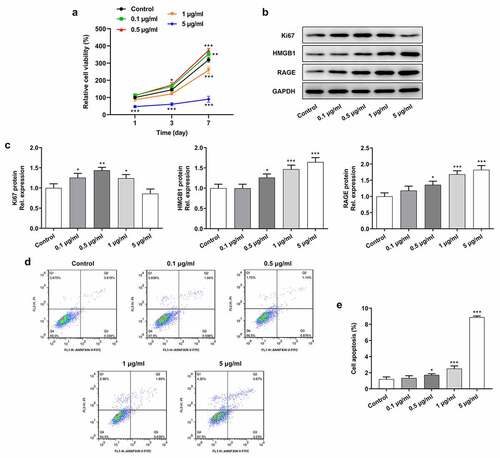 Figure 1. Stimulation of LPS affected the proliferation and apoptosis of cervical epithelial cells. (a) CCK-8 was used for the detection of the proliferation of cervical epithelial cells. (b, c) The expression of Ki-67, HMGB1 and RAGE in these cells was detected with the western blotting. (d, e) The apoptosis rates of these cells were determined with the flow cytometry. *p < 0.05, **p < 0.01, ***p < 0.001 vs control