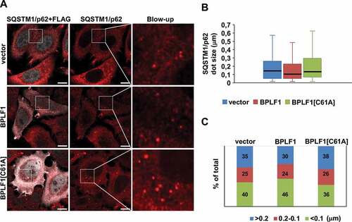 Figure 5. BPLF1 expression is associated with the formation of smaller SQSTM1/p62 aggregates. (A) Endogenous SQSTM1/p62 was detected by immunofluorescence in HeLa cells transfected with either empty vector, BPLF1 or BPLF1[C61A]. Scale bar: 10 μm. (B) Box and whiskers plot of the size of SQSTM1/p62 dots. A decrease in the median size of the SQSTM1/p62 dots was observed in the presence of catalytically active BPLF1. Median size: vector and BPLF1[C61A] = 0.140 μm; BPLF1 = 0.1 μm. (C) Small SQSTM1/p62 dots were overrepresented and large dots underrepresented in cells expressing the active viral enzyme. Figures D and E were constructed by pooling data from nine independent experiments