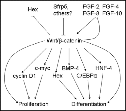 Figure 4 Upstream regulators and downstream targets of β-catenin during embryonic liver development. β-catenin expression in early foregut development inhibits Hex expression; later in hepatogenesis, β-catenin is thought to regulate proliferation in part through Hex. Srfp5 inhibits β-catenin activity, while FGFs stimulate the β-catenin pathway. In turn, β-catenin activates FGF-8 expression, suggesting a feed-forward mechanism. Downstream targets of β-catenin, such as cyclin D1 and c-myc, induce proliferation, while others, such as Hex, BMP4, C/EBPα and HNF-4, promote differentiation.