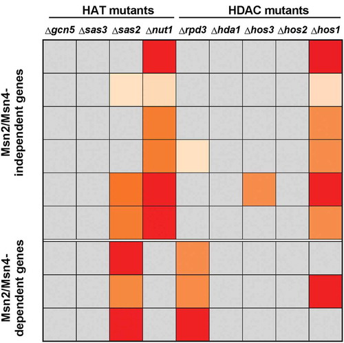 Figure 4. Statistical significance of the H3K9ac/H3 changes during osmotic stress of the mutants with respect to the wild type. The H3K9 acetylation ratio stress/no stress values for the indicated genes were compared between wild type and mutant strains (data corresponding to Fig. 3, 5, 6 and 7). The p-value of two-tailed student’s t-test analysis using a colour code is represented: grey, no significant differences; light orange, p < 0.05; orange, p < 0.01; red, p < 0.001.