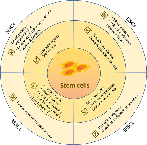 Figure 1 Advantages and limitations of various types of stem cells in the treatment of neurodegenerative diseases.