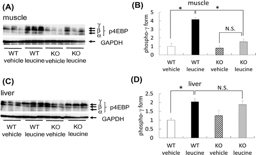 Fig. 2. Phospho-4EBP levels in the skeletal muscle and liver of mice following leucine administration.