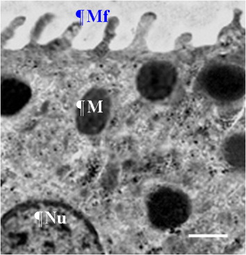 Figure 4. Transmission electron micrograph showing distal tubules in domestic fowl (Gallus domesticus). Mf = microfold; M = mitochondrion; Nu = nucleus. Scale bar = 1 µm.