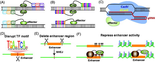 Figure 6. Experimental strategies to identify target genes. (A) DNA-targeting tools can consist of tandem zinc finger DNA-binding domains, each of which binds to three nucleotides of DNA. Top: fusion of the nonsequence-specific nuclease FokI to zinc finger arrays creates genomic scissors called zinc finger nucleases (ZNFs); dimerization of two ZFNs targeting a specific sequence from opposite sides is required for DNA cleavage. Bottom: effector domains can also be fused to zinc finger arrays; the ZNF-effector proteins do not require heterodimerization to function. (B) DNA-targeting tools can consist of tandem TALE DNA-binding domains, each of which binds to one nucleotide of DNA. Top: fusion of the nonsequence-specific nuclease FokI to the DNA-binding array creates TALENs. Bottom: effector domains can be fused to TALE domains. Similar to ZNFs, two TALENs are necessary to perform a site-specific DNA cleavage, but only one TALE-effector is needed for modify the genome. (C) The CRISPR/Cas9 system utilizes guide RNAs (gRNAs) to bring a Cas9 nuclease to a complementary DNA target to perform site-specific genomic editing. Effector domains can also be fused to a nuclease-deficient Cas9 (dCas9). (D) Genomic-editing tools can be used to create a single DNA cleavage event that disrupts a TF motif. (E) Two sets of heterodimeric ZFNs or TALENs or one pair of guide RNAs can be used to create two DSBs flanking the target enhancer region. The enhancer will be deleted, and the gap will be repaired by nonhomologous end joining (NHEJ). (F) Enhancer activity can be repressed using chromatin-editing tools if an effector domain, such as a DNA methyltransferase (DNMT) that can methylate an enhancer or a histone demethylase (LSD1), that can remove methylation from H3K4me1, is fused to the zinc finger or TALE arrays or to a nuclease-deficient Cas9 (dCas9). (see the color version of this figure at www.informahealthcare.com/bmg).