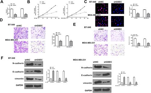 Figure 2 Downregulation of GSEC inhibited the proliferation of TNBC cells in vitro. BT-549 and MDA-MB-231 cells were transfected with sh-GSEC and sh-NC. (A) The transfection efficiency was evaluated by qRT-PCR. (B and C) Cell proliferation was evaluated by CCK-8 assay (B) and EdU staining assay (C). Scale bar = 30 μm. (D and E) Cell invasion (D) and migration (E) were evaluated by Transwell assay. Scale bar = 30 μm. (F) The expression of EMT-related proteins was evaluated by Western blot. ** p < 0.01.